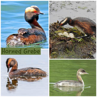 Horned Grebe